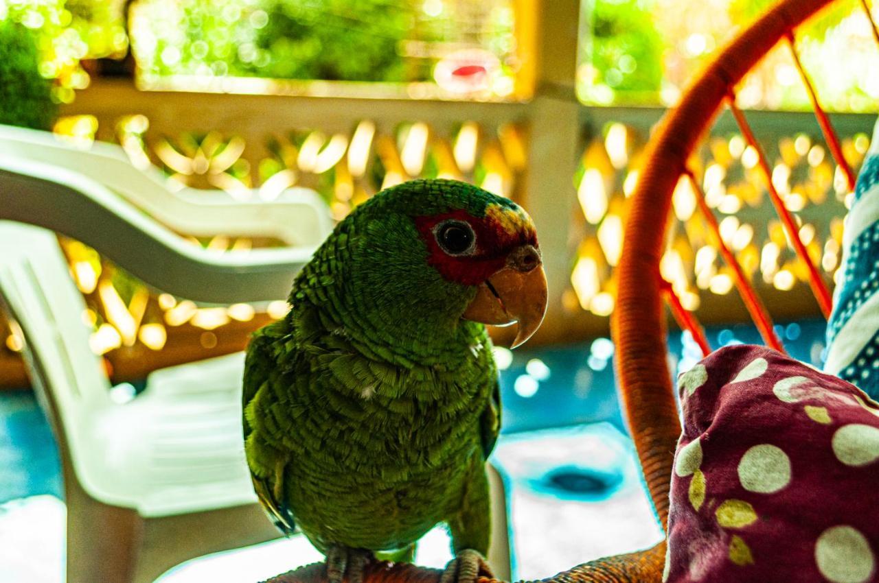 Hotel Capy Puerto Ángel 外观 照片